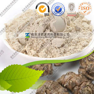 Radix Notoginseng Extract 80% 85%